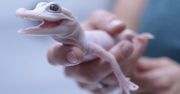 Wyjątkowe narodziny w amerykańskim zoo. Na świat przyszedł nietypowy aligator