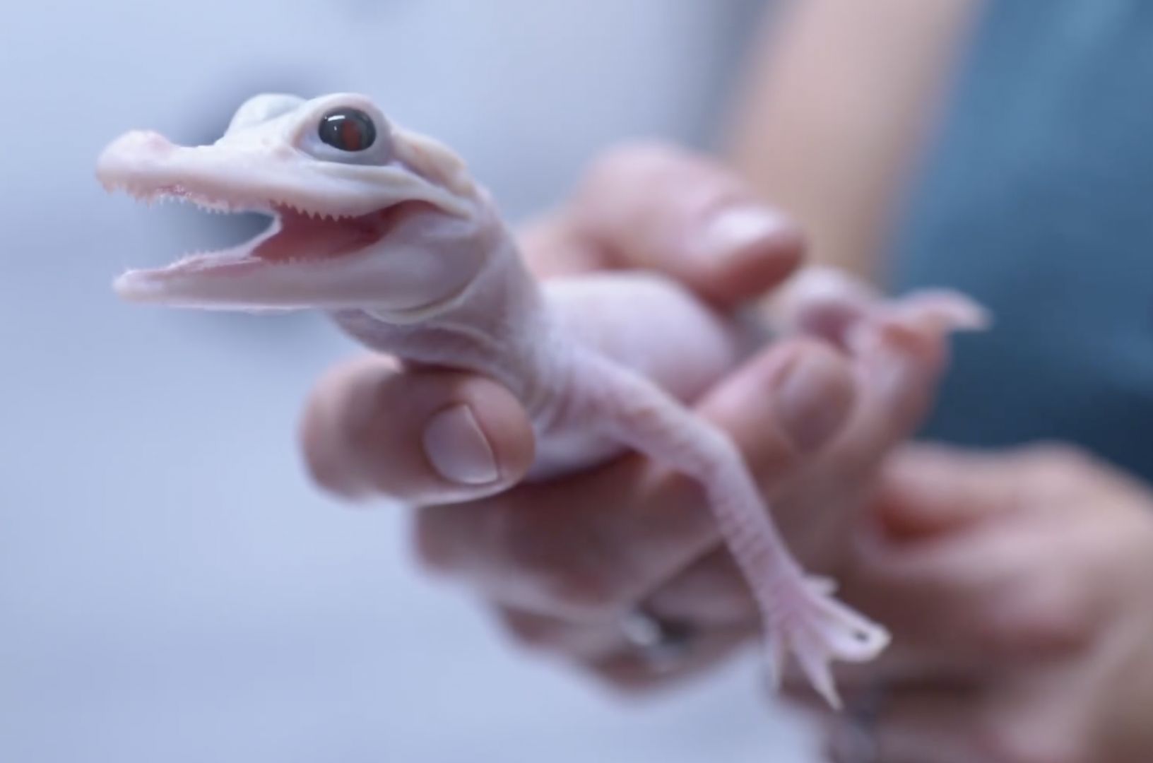 Biały aligator przyszedł na świat w amerykańskim zoo