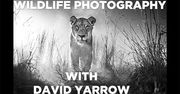 David Yarrow tworzy czarno-białe opowieści o zwierzętach