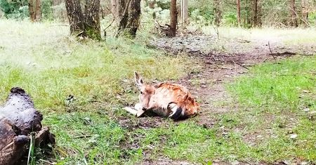 Dramat w Grudziądzu. Nie żyje ciężarna łania pogryziona przez psa