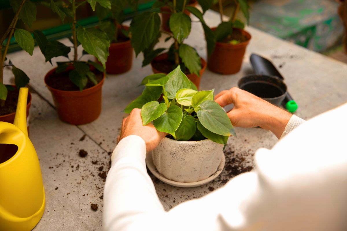 Potted plants do not like being repotted in winter.