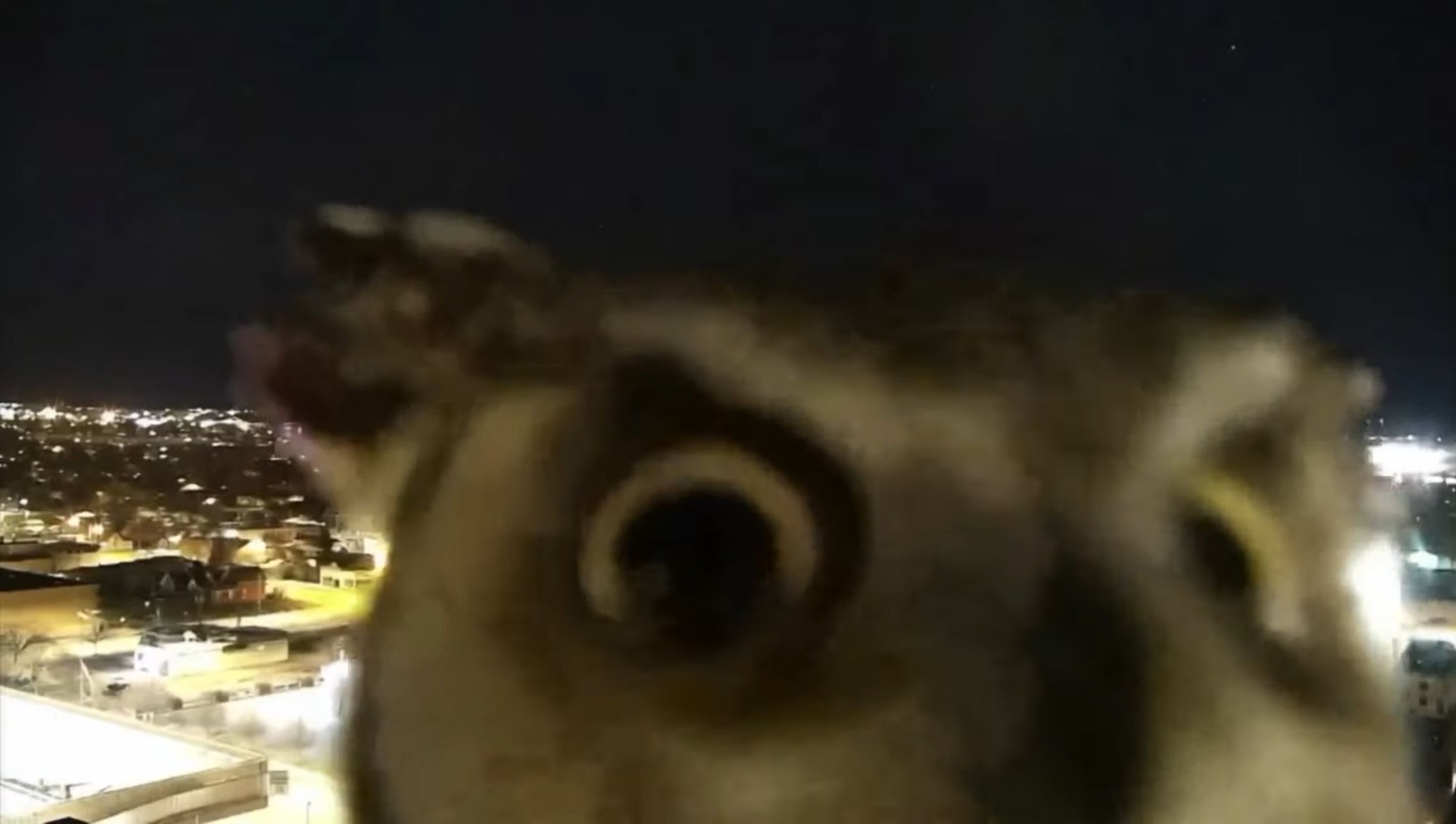 Niespodziewany gość w kamerze. To się nazywa profesjonalny photobombing 1