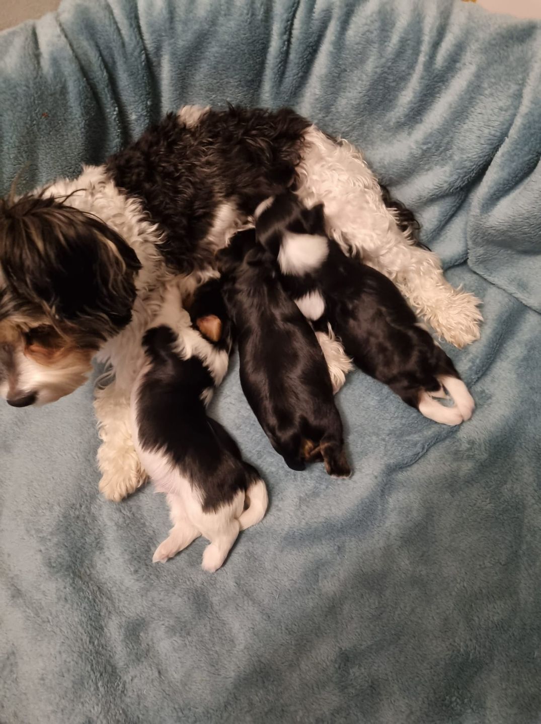 Dzień Kundelka na Pudelku!