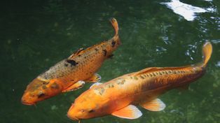 Sosnowiec: Śnięte ryby pod powierzchnią lodu. "Widok jest porażający"