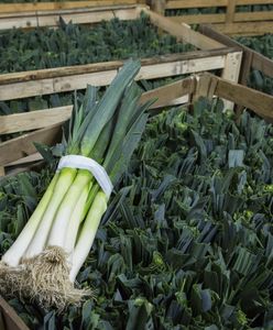 Wysłali pory do Polski. Zarobili ponad 36 mln zł. Oto skąd je ściągamy