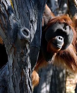 USA. Orangutan w zoo zaopiekował się córką po śmierci matki