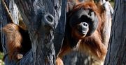USA. Orangutan w zoo zaopiekował się córką po śmierci matki