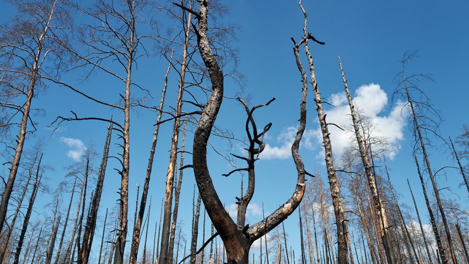 SVIATOHIRSK, UKRAINE - AUGUST 13: Charred trees rise from a forest scorched by fighting on August 13, 2025 in Sviatohirsk, Ukraine. U.S. President Donald Trump and Russian President Vladimir Putin are scheduled to meet in Alaska on August 15. Trump has suggested a potential swap of Ukraine's Donbas territories, currently under Kyiv's control, for areas occupied by Russia, sparking fear and outrage among the local population. (Photo by Pierre Crom/Getty Images)