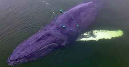 Martwy wieloryb znów wypłynął. Tym razem na plaży w Wisełce