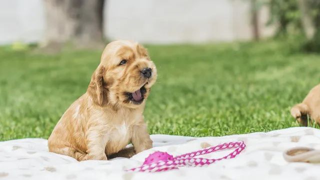 A dog on a small blanket