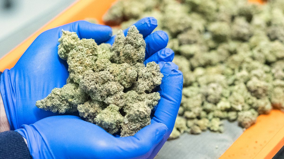 Najnowsze wyniki badań dotyczące marihuany