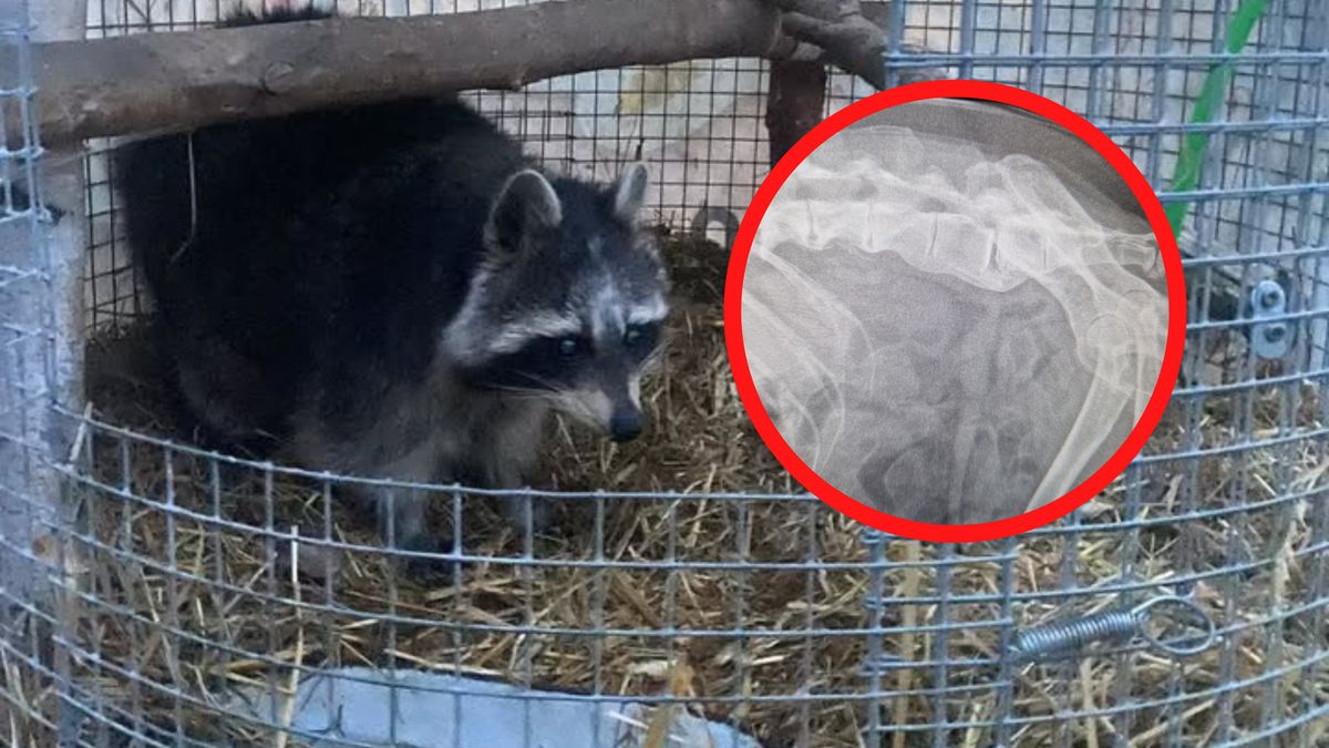 Fundacja interweniowała ws. szopa trzymanego w agroturystyce