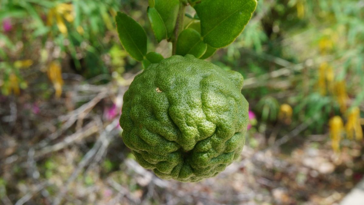 Liście kaffiru można dodawać do wielu potraw kuchni tajskiej.