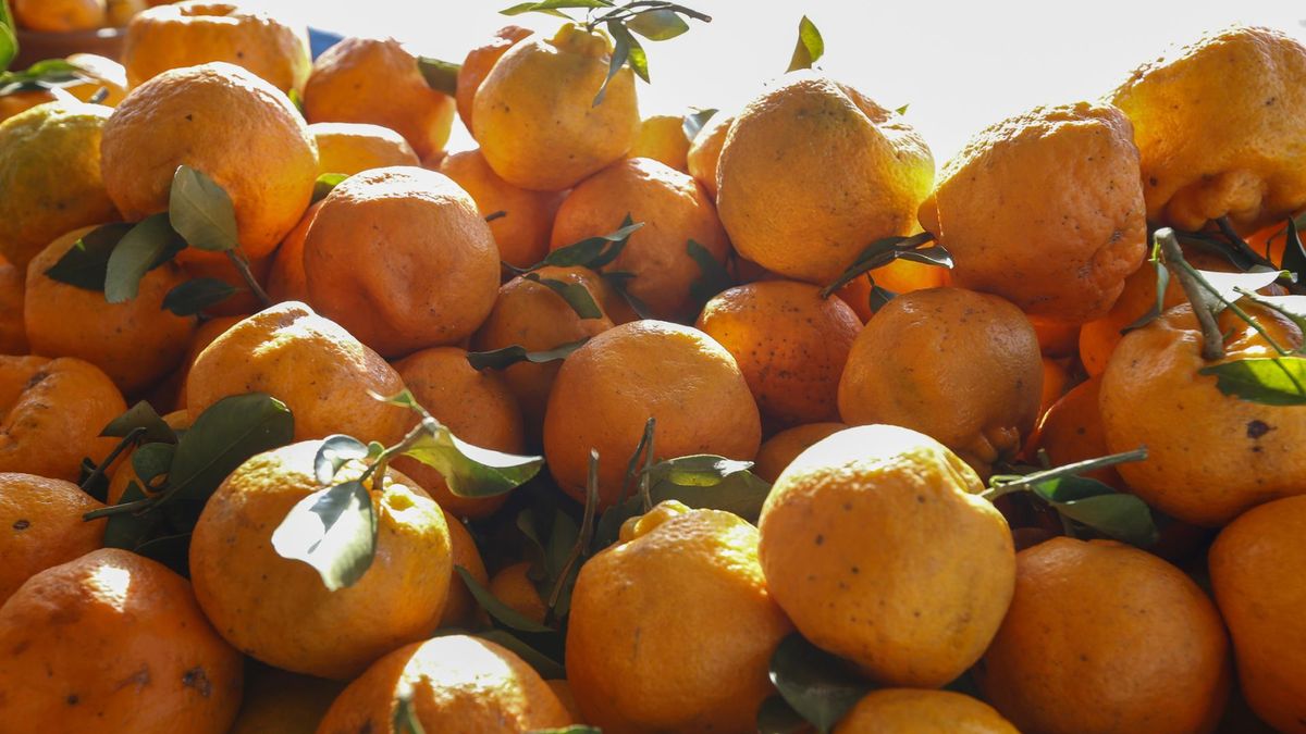 Bardzo zdrowa i smaczna hybryda cytrusów. Wzmocni serce, zadba o odporność i poprawi stan skóry