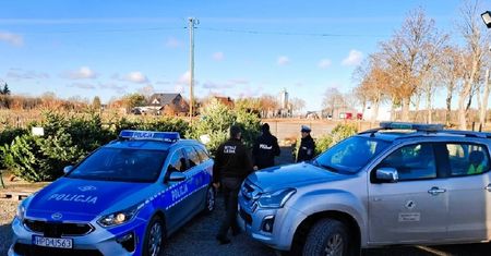 Choinka z „lewego źródła” to problem twój i sprzedawcy. Za taki zakup grozi nawet 5000 zł mandatu