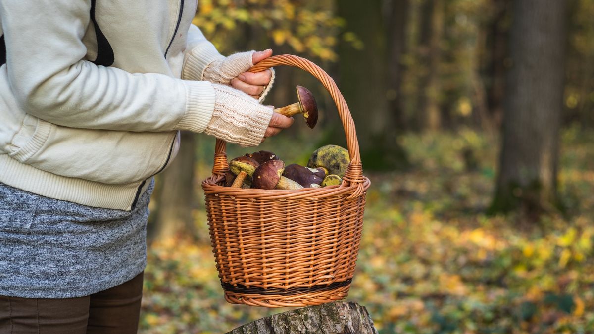 32-latka zaginęła podczas grzybobrania