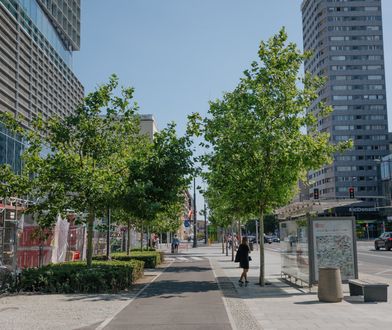 Są przeciwni sadzeniu drzew na ulicach