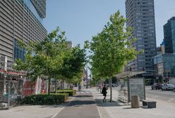 Są przeciwni sadzeniu drzew na ulicach