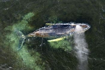 Timmy wciąż żyje, a Niemcy już planują. Humbak ma zostać paliwem