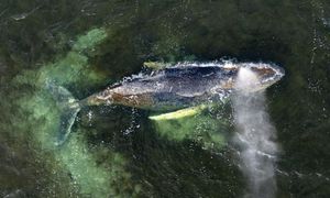 Timmy wciąż żyje, a Niemcy już planują. Humbak ma zostać paliwem