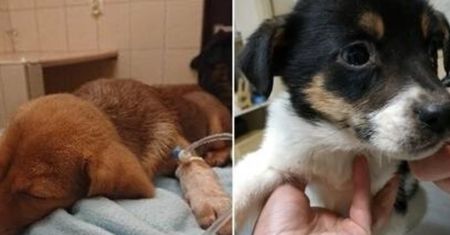 Policja interweniuje w schronisku w Radysach. "Psy umierają jak muchy"