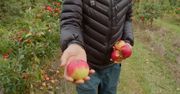 Poradnik samozbieracza. Zanim pojedziesz po ziemniaki, jabłka i maliny