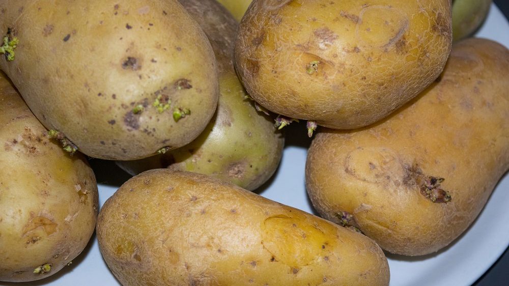 Ulubione warzywo Polaków może zawierać toksyczną substancję