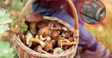Idziesz do lasu? Możesz sporo zarobić
