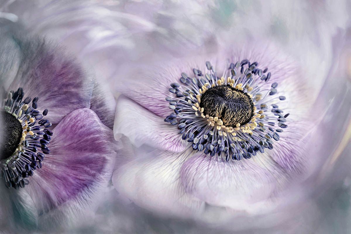 Macro Art Photo Project 2019, czyli najpiękniejsze ujęcia makro 1