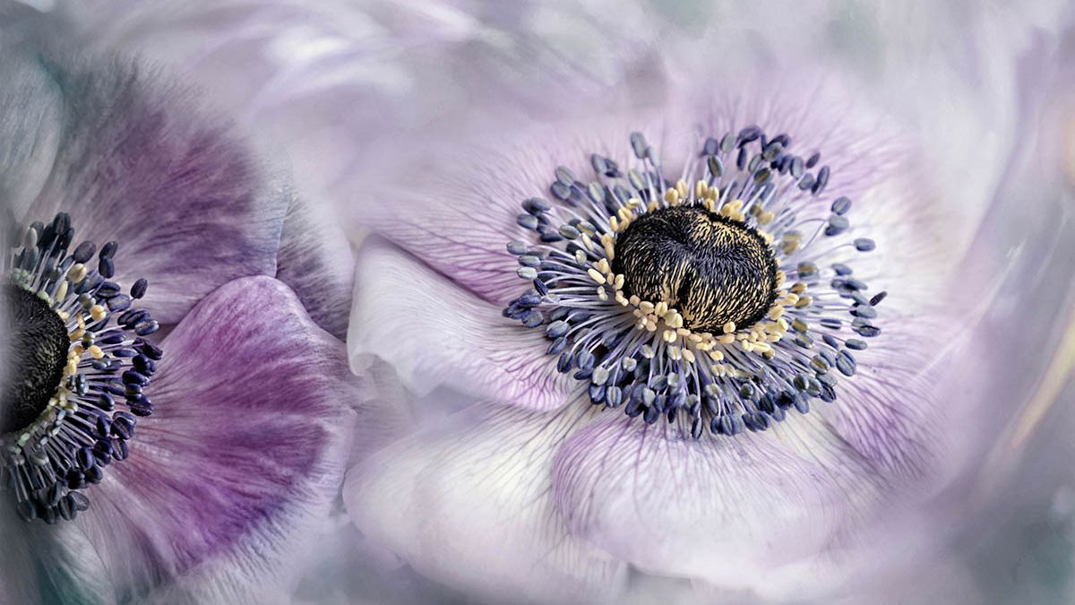 Macro Art Photo Project 2019, czyli najpiękniejsze ujęcia makro 1