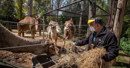 Wrocław. Koronawirus. Prezes ZOO zabiera głos ws. uboju zwierząt