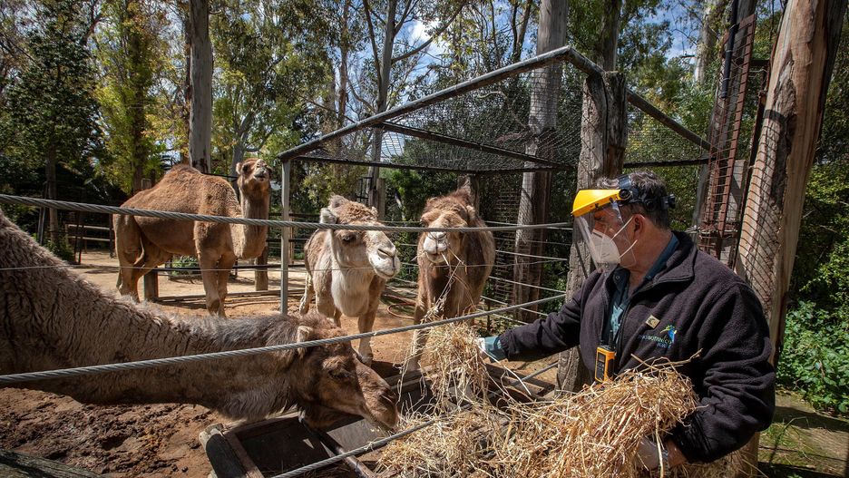 Wrocław. Koronawirus. Władze ZOO zabrały głos ws. doniesień o uboju zwierząt
