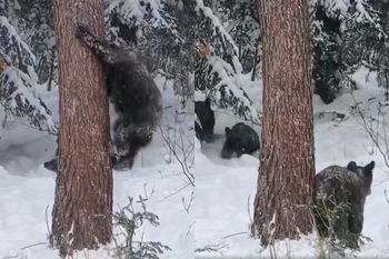 Stał i nagrywał. Niedźwiedzie wciąż w ruchu