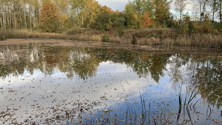 Wrocław. Pogoda. 19 listopada 2020 - ostatni dzień z wyższą temperaturą, opady w godzinach popołudniowych