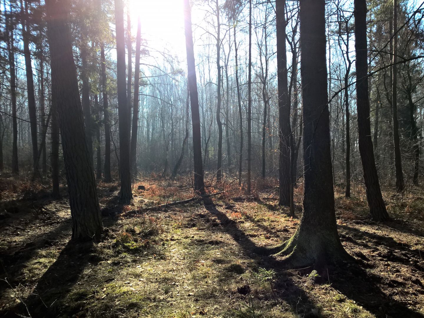 Lumia 930 - test fotograficzny 34