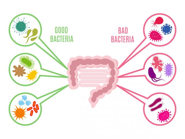 Mikrobiom pełni wiele ważnych funckji w organizmie, przede wszystkim dba o układ immunologiczny