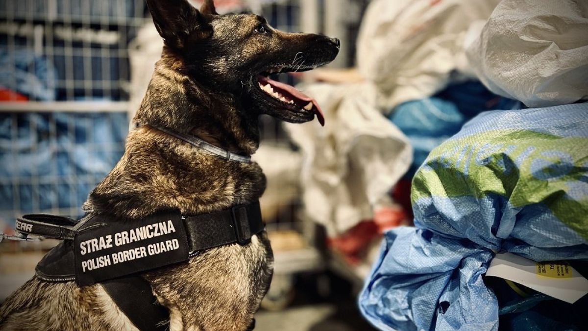 Drops wywęszył narkotyki w paczkach po chipsach