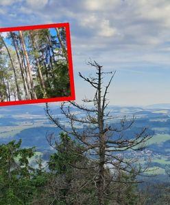 Śmigłowiec na miejscu. Pożar w Parku Narodowym