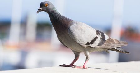 Znalazł się gołąb, który zgubił się w październiku. Trafił do Australii