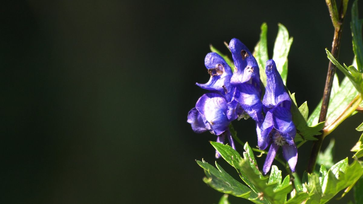 Tojad to najbardziej toksyczna roślina  w Polsce