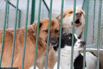 Zwierzęta cierpią przez mrozy. Naszym obowiązkiem jest pomoc