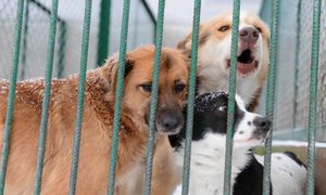 Zwierzęta cierpią przez mrozy. Naszym obowiązkiem jest pomoc