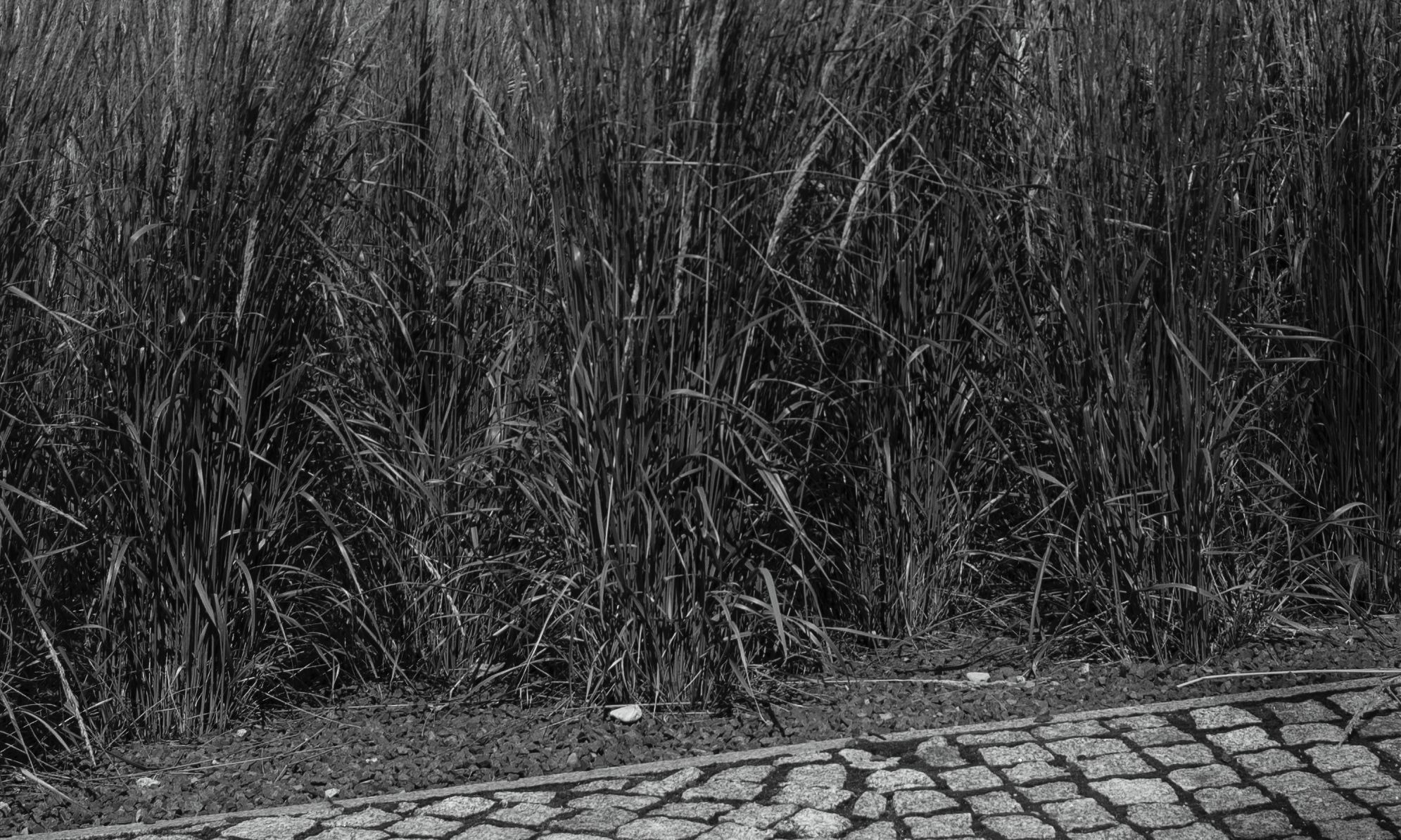 Leica M Typ 240 - klasyczne połączenie elegancji z nowoczesną technologią 33