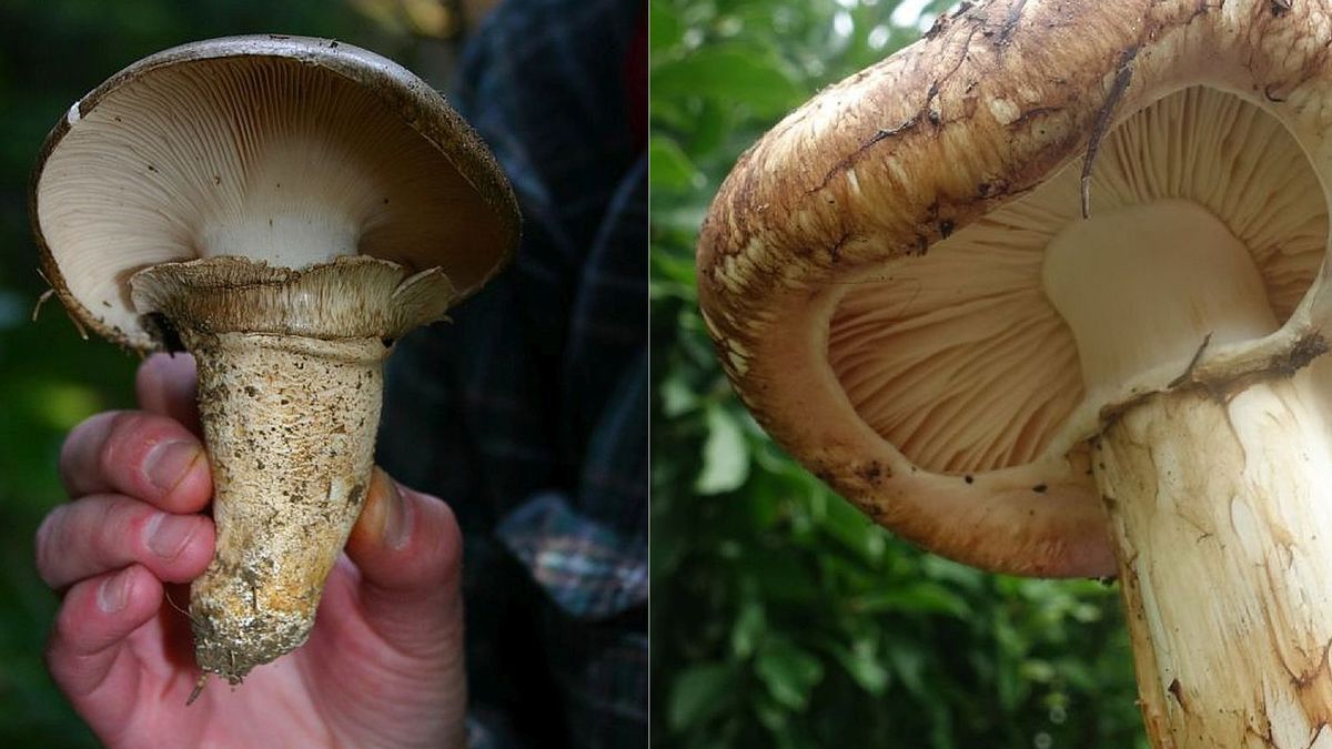 Po lewej stronie: dwupierścieniak. Po prawej: gąska sosnowa