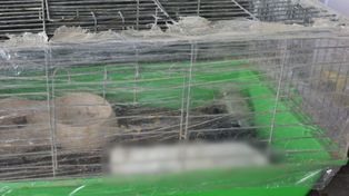 Kolno: Mężczyzna znęcał się nad królikami. Grozi mu do 5 lat więzienia