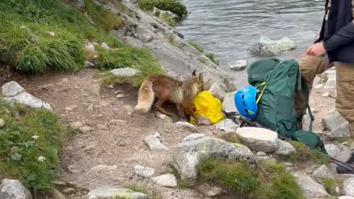 Lis ukradł torbę z Biedronki.