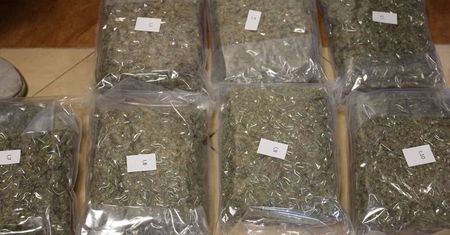 Kryminalni z Lublina uderzyli w narkobiznes. Przejęli ponad 40 kg marihuany