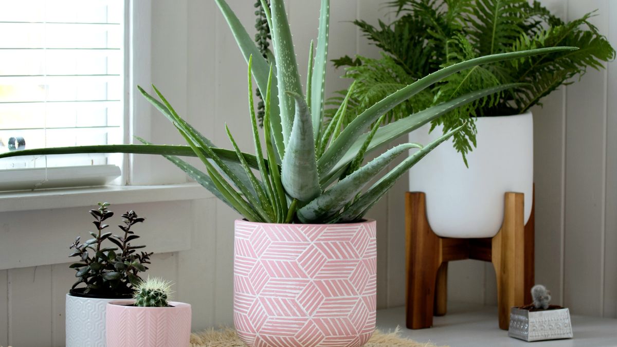 plant, pot, green, interior, home, window, house, decoration, nature, leaf, flowerpot, room, potted, houseplant, indoor, table, flowers, white, pink, aloe, vera, cactus