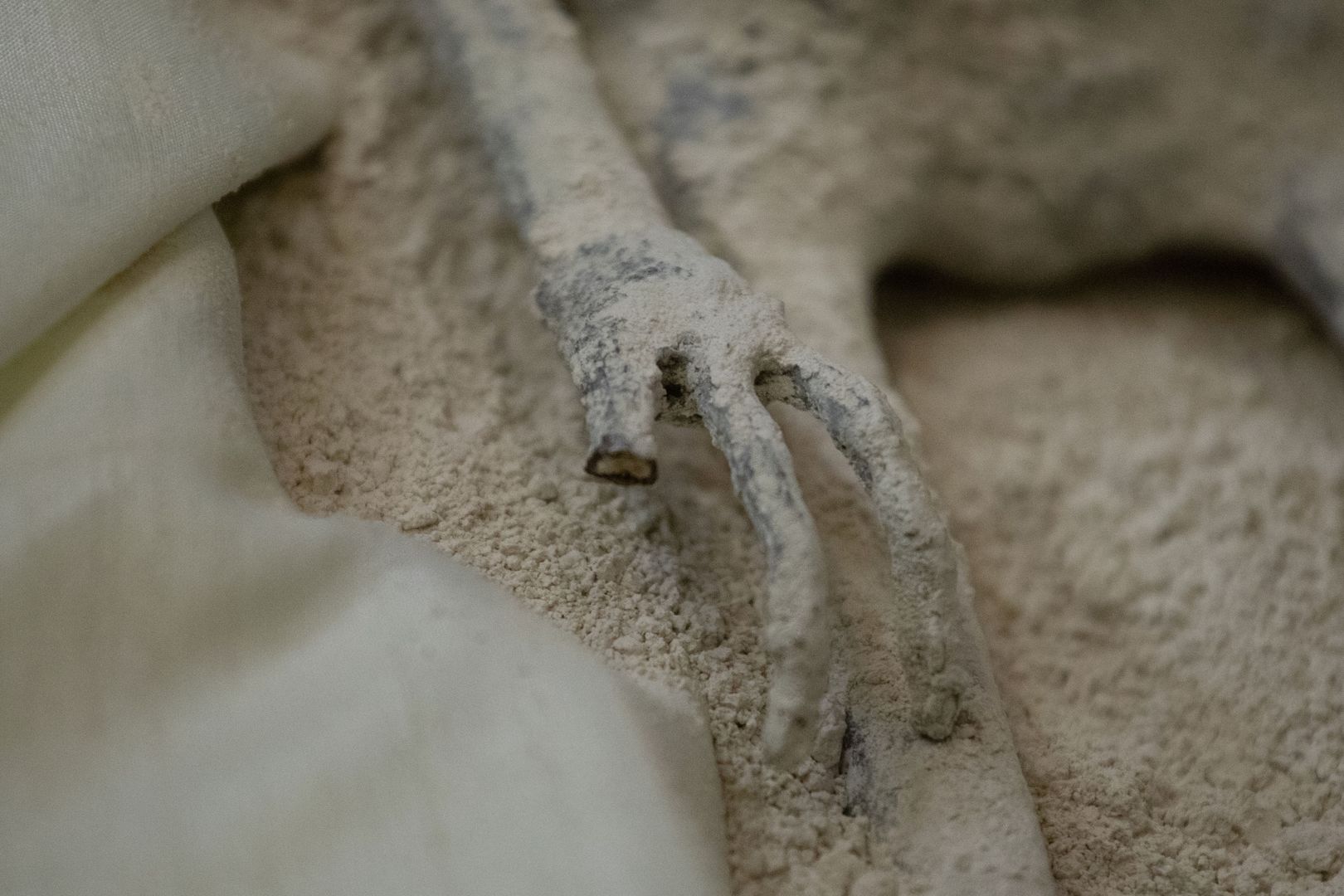 Badacze twierdzą, że mumie "to nowy gatunek". Chcą odkryć prawdę