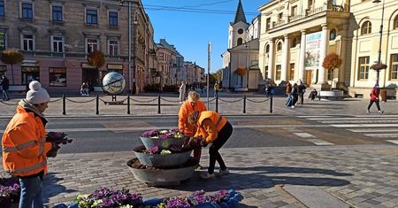 Jesienna wymiana kwiatów w centrum Lublina. Mają zdobić miasto do wiosny
